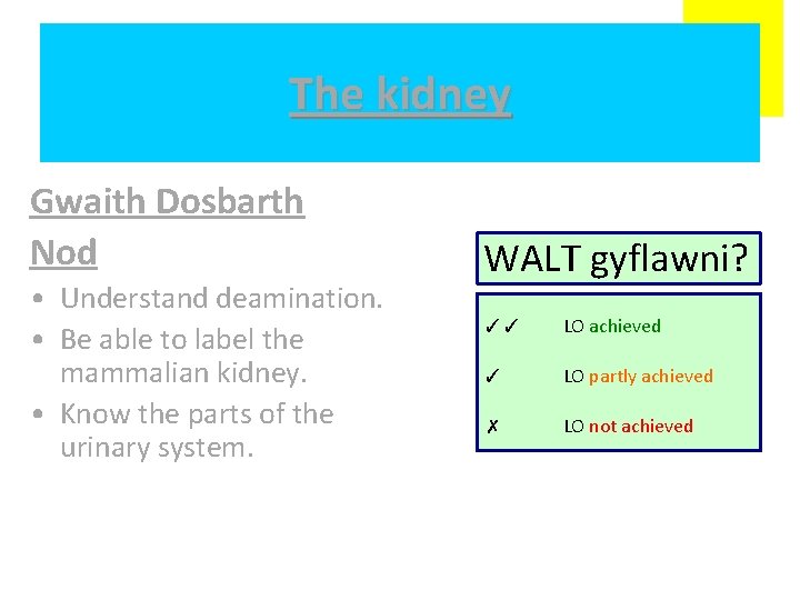 The kidney Gwaith Dosbarth Nod • Understand deamination. • Be able to label the