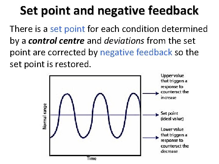 Set point and negative feedback There is a set point for each condition determined