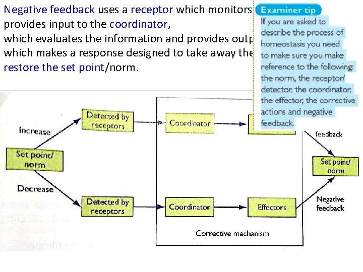 Negative feedback uses a receptor which monitors the condition and provides input to the