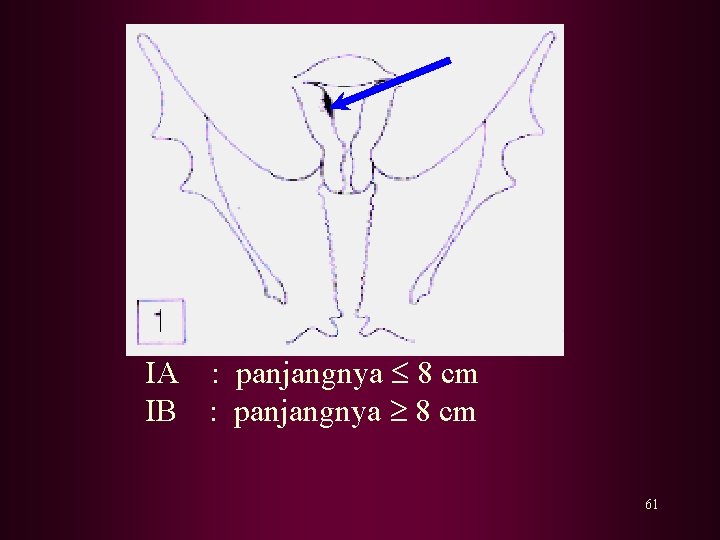 IA : panjangnya 8 cm IB : panjangnya 8 cm 61 