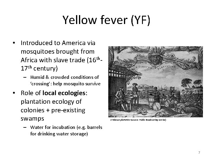 Yellow fever (YF) • Introduced to America via mosquitoes brought from Africa with slave