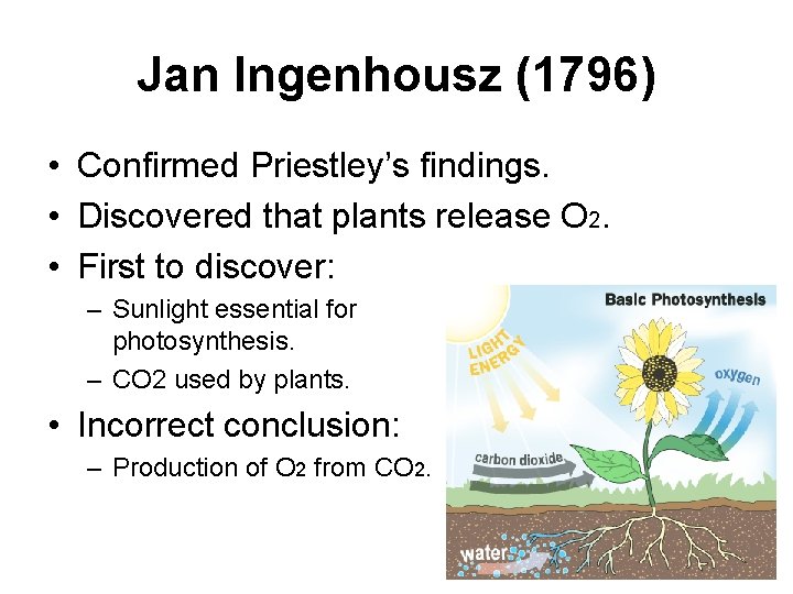 Jan Ingenhousz (1796) • Confirmed Priestley’s findings. • Discovered that plants release O 2.