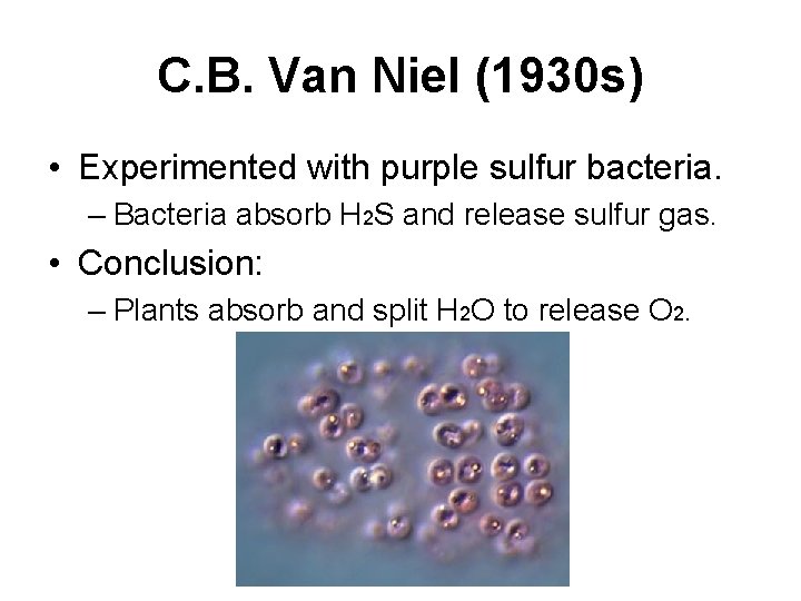 C. B. Van Niel (1930 s) • Experimented with purple sulfur bacteria. – Bacteria