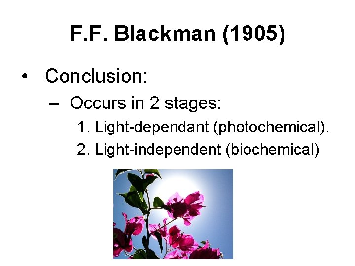 F. F. Blackman (1905) • Conclusion: – Occurs in 2 stages: 1. Light-dependant (photochemical).