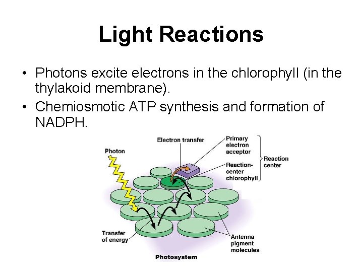 Light Reactions • Photons excite electrons in the chlorophyll (in the thylakoid membrane). •