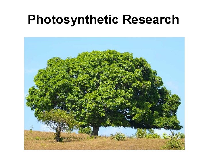 Photosynthetic Research 