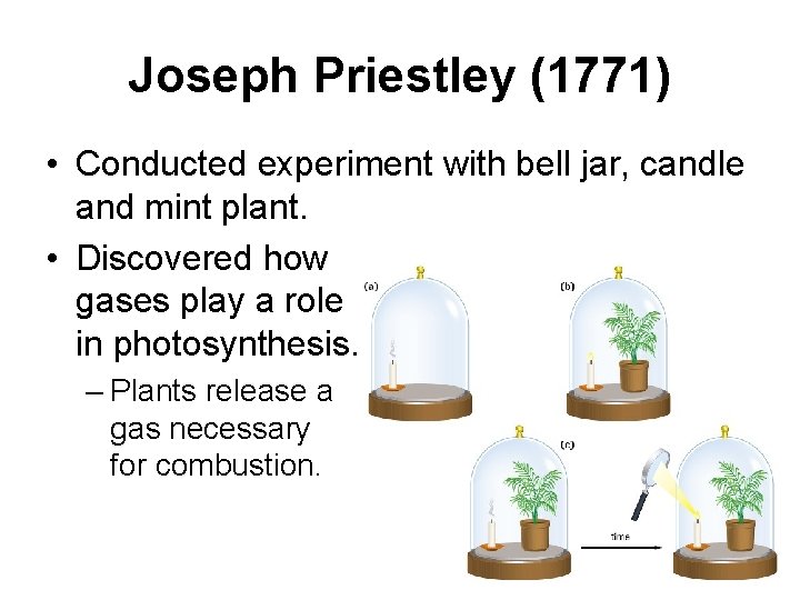 Joseph Priestley (1771) • Conducted experiment with bell jar, candle and mint plant. •