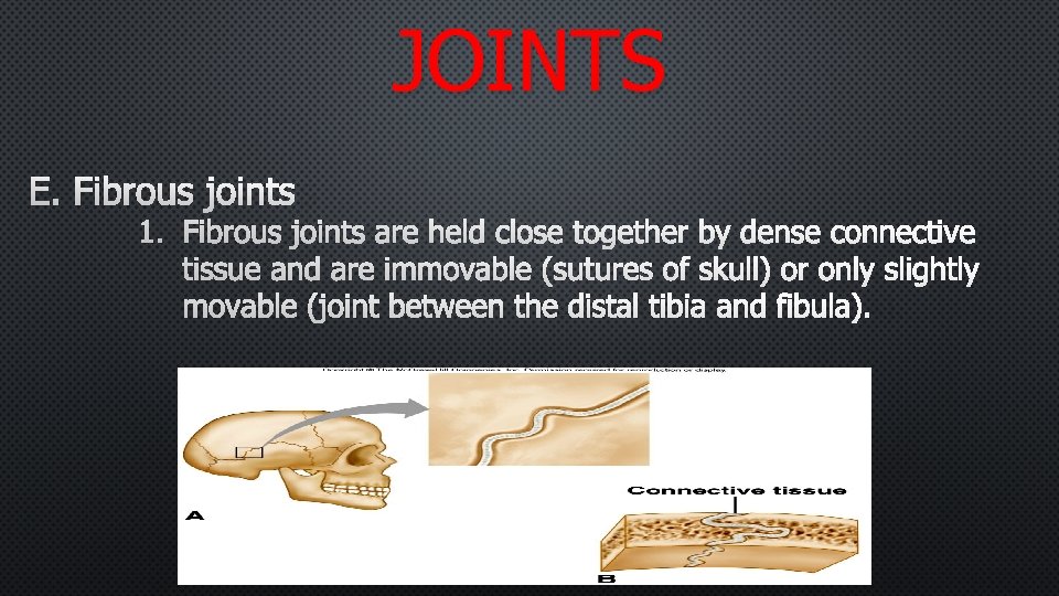 JOINTS E. FIBROUS JOINTS 1. FIBROUS JOINTS ARE HELD CLOSE TOGETHER BY DENSE CONNECTIVE