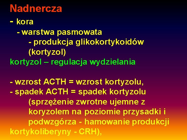 Nadnercza - kora - warstwa pasmowata - produkcja glikokortykoidów (kortyzol) kortyzol – regulacja wydzielania