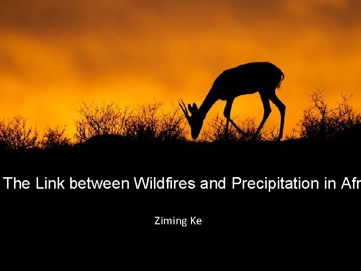The Link between Wildfires and Precipitation in Afr Ziming Ke 