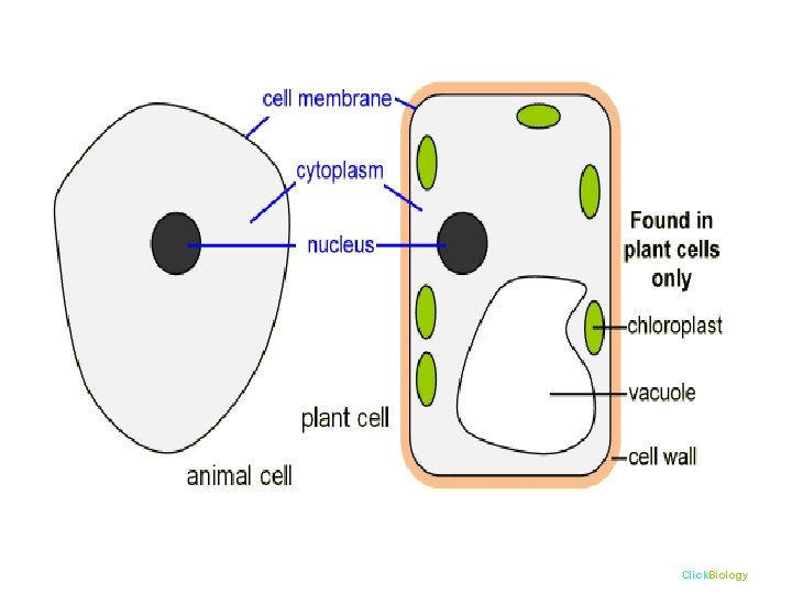 Click. Biology 