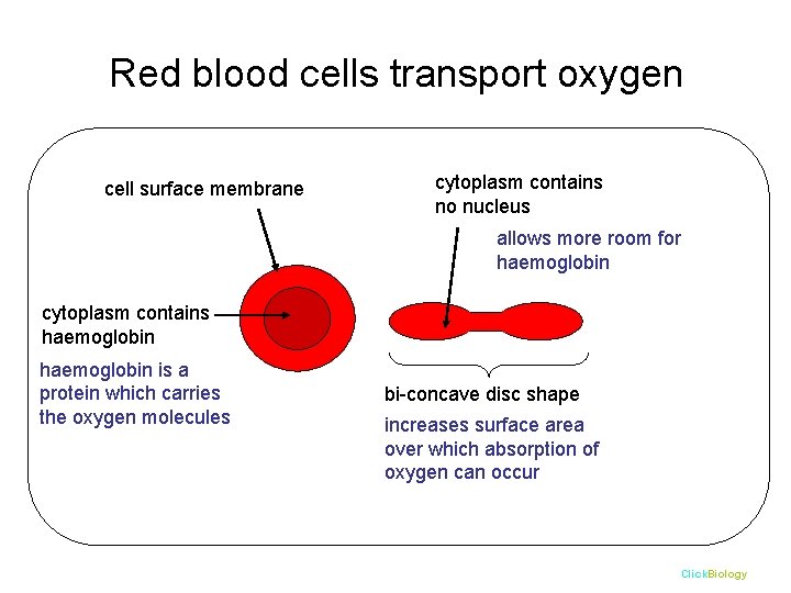 Red blood cells transport oxygen cell surface membrane cytoplasm contains no nucleus allows more