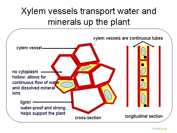 Xylem vessels transport water and minerals up the plant xylem vessels are continuous tubes