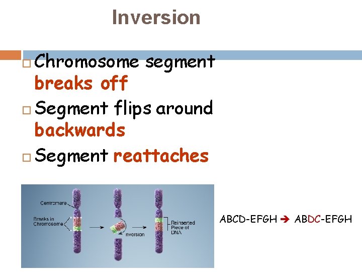 Inversion Chromosome segment breaks off Segment flips around backwards Segment reattaches ABCD-EFGH ABDC-EFGH 