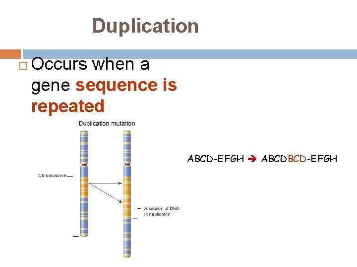 Duplication Occurs when a gene sequence is repeated ABCD-EFGH ABCDBCD-EFGH 