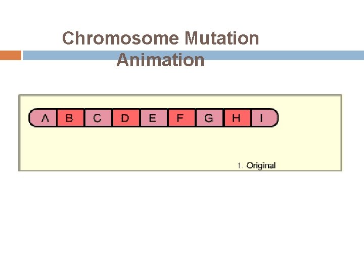 Chromosome Mutation Animation 