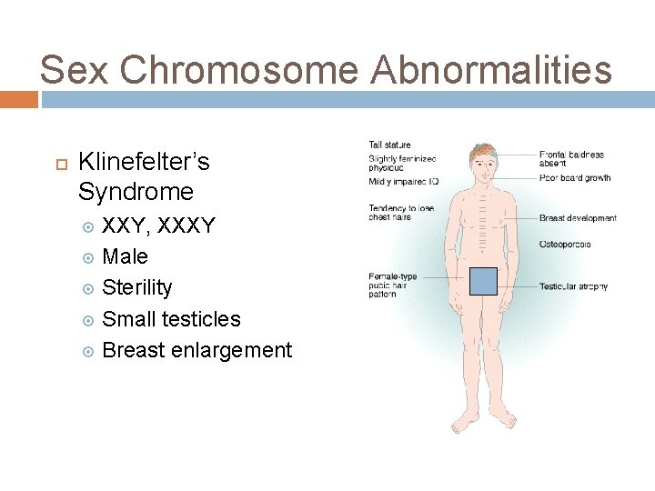 Sex Chromosome Abnormalities Klinefelter’s Syndrome XXY, XXXY Male Sterility Small testicles Breast enlargement 
