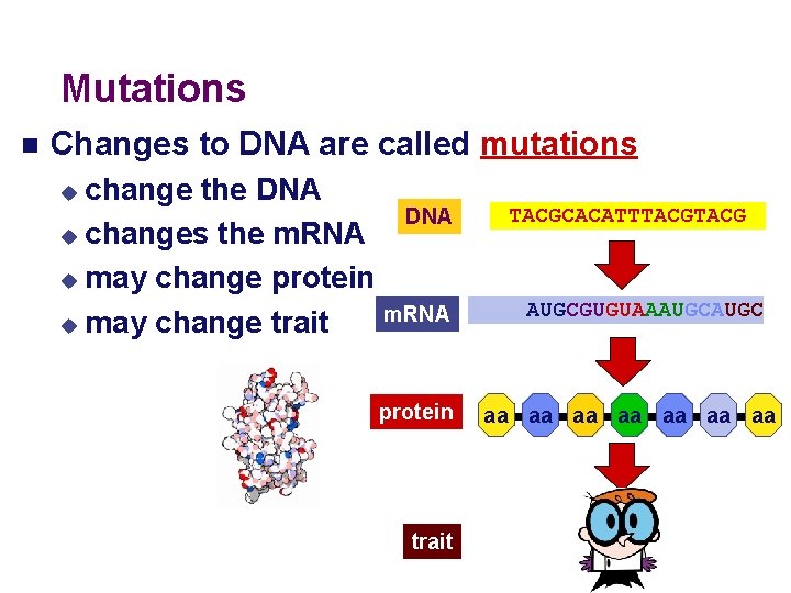 Mutations Changes to DNA are called mutations change the DNA u changes the m.