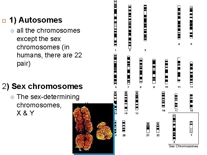  1) Autosomes all the chromosomes except the sex chromosomes (in humans, there are