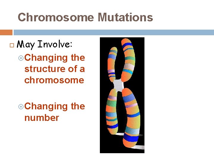 Chromosome Mutations May Involve: Changing the structure of a chromosome Changing number the 