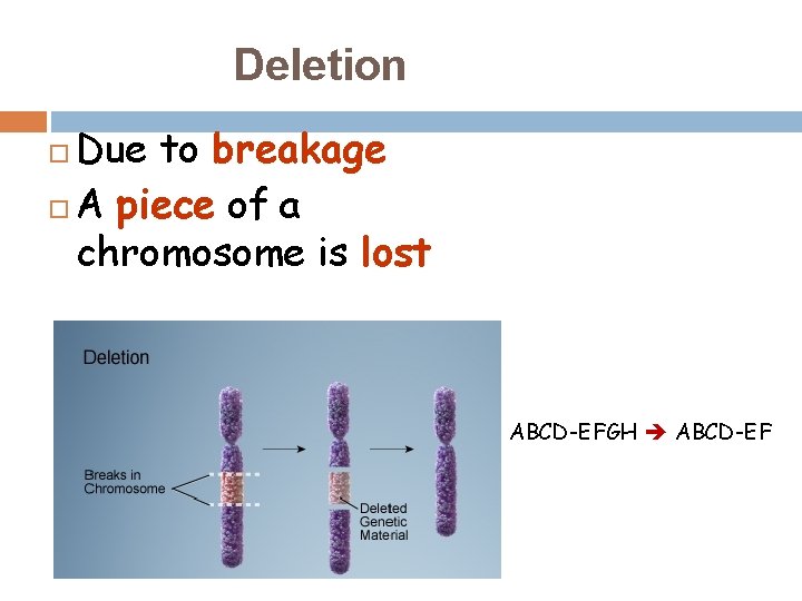 Deletion Due to breakage A piece of a chromosome is lost ABCD-EFGH ABCD-EF 