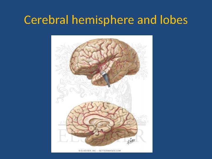 Cerebral hemisphere and lobes 