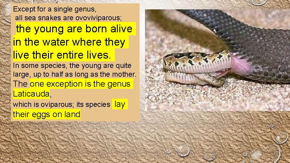 Except for a single genus, all sea snakes are ovoviviparous; the young are born