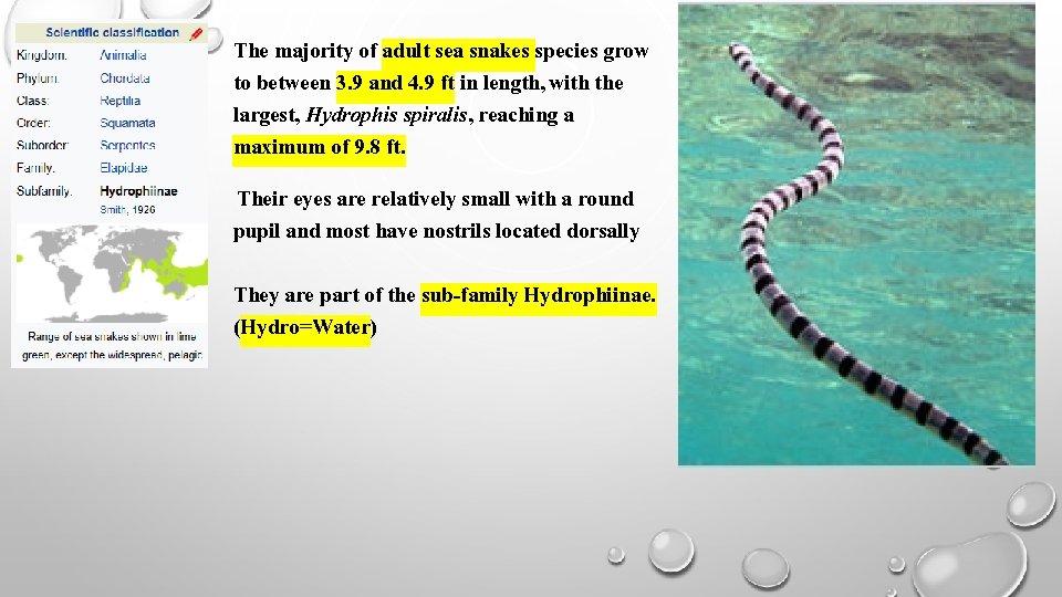 The majority of adult sea snakes species grow to between 3. 9 and 4.