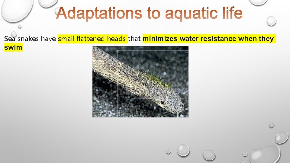 Sea snakes have small flattened heads that minimizes water resistance when they swim 