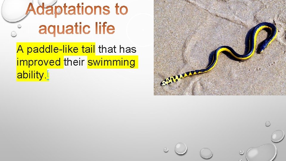 A paddle-like tail that has improved their swimming ability. [ 