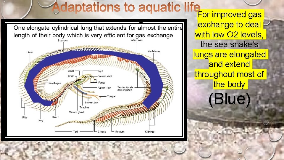 For improved gas exchange to deal with low O 2 levels, the sea snake’s