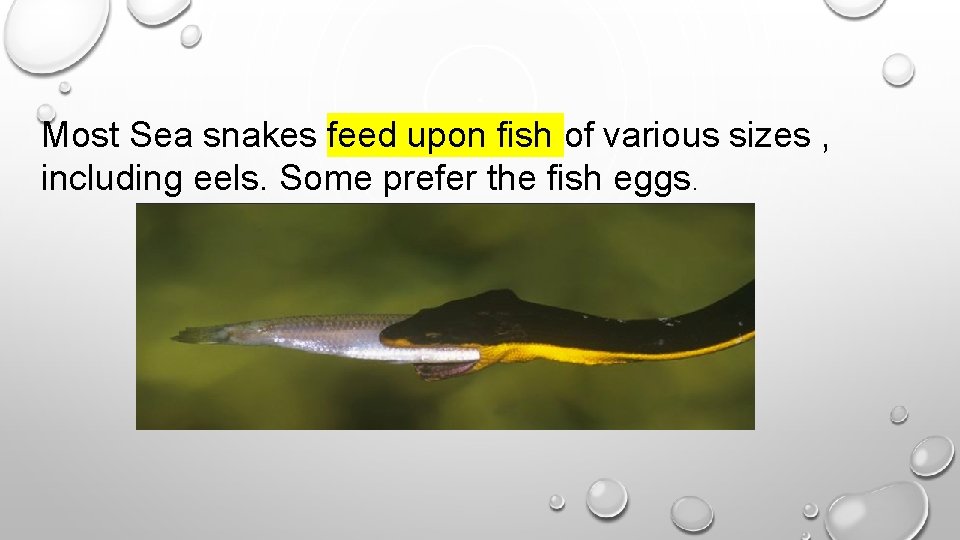 Most Sea snakes feed upon fish of various sizes , including eels. Some prefer