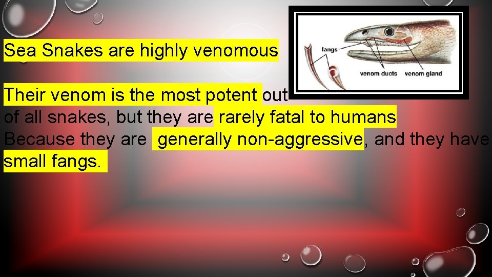 Sea Snakes are highly venomous Their venom is the most potent out of all