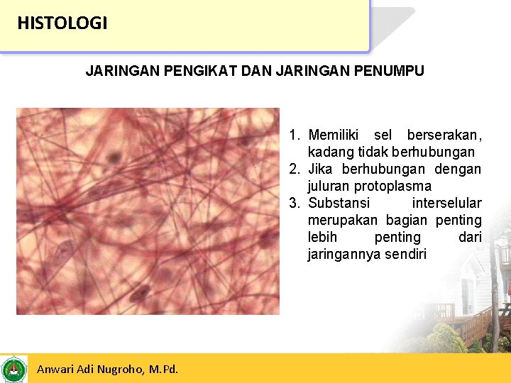 HISTOLOGI JARINGAN PENGIKAT DAN JARINGAN PENUMPU 1. Memiliki sel berserakan, kadang tidak berhubungan 2.