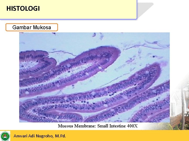 HISTOLOGI Gambar Mukosa Mucous Membrane: Small Intestine 400 X 24/05/2017 Anwari Adi Nugroho, M.