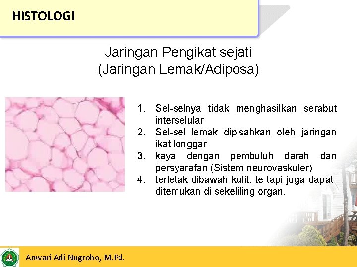 HISTOLOGI Jaringan Pengikat sejati (Jaringan Lemak/Adiposa) 1. Sel-selnya tidak menghasilkan serabut interselular 2. Sel-sel