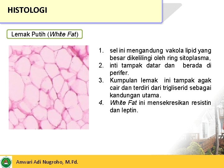 HISTOLOGI Lemak Putih (White Fat) 1. sel ini mengandung vakola lipid yang besar dikelilingi