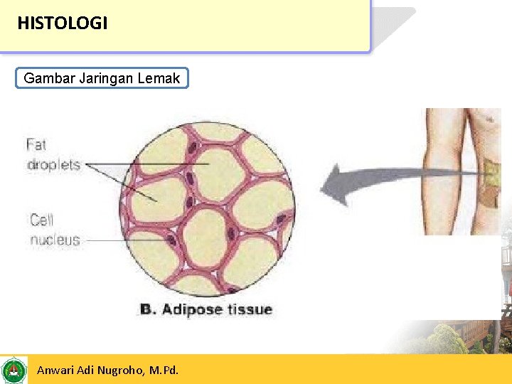 HISTOLOGI Gambar Jaringan Lemak 24/05/2017 Anwari Adi Nugroho, M. Pd. 19 