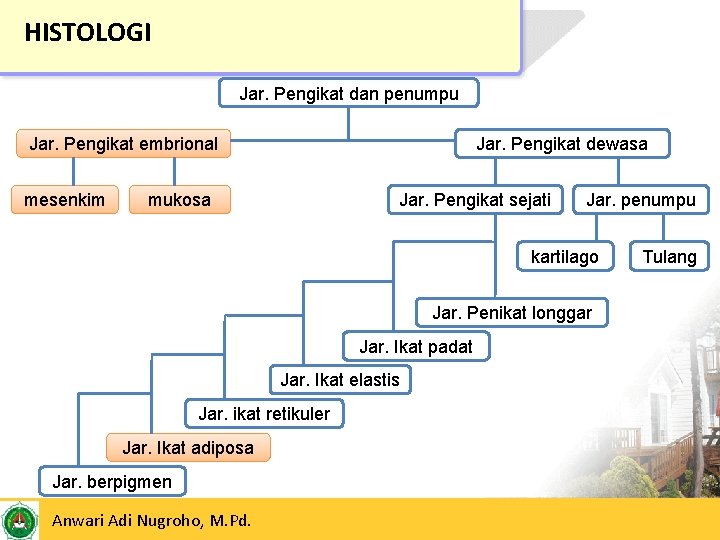 HISTOLOGI Jar. Pengikat dan penumpu Jar. Pengikat embrional mesenkim Jar. Pengikat dewasa mukosa Jar.