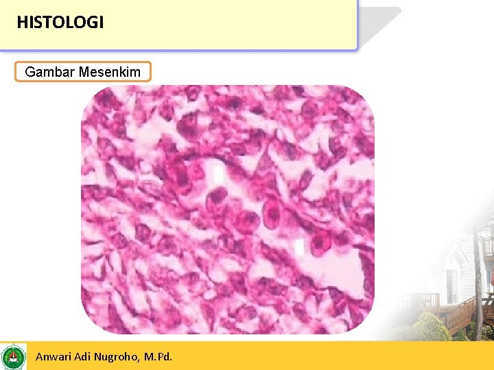 HISTOLOGI Gambar Mesenkim 24/05/2017 Anwari Adi Nugroho, M. Pd. 7 