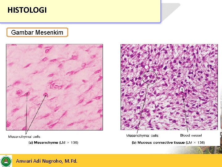 HISTOLOGI Gambar Mesenkim 24/05/2017 Anwari Adi Nugroho, M. Pd. 9 