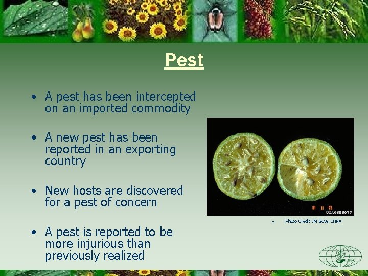 Pest • A pest has been intercepted on an imported commodity • A new