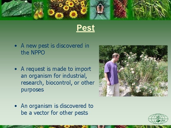 Pest • A new pest is discovered in the NPPO • A request is