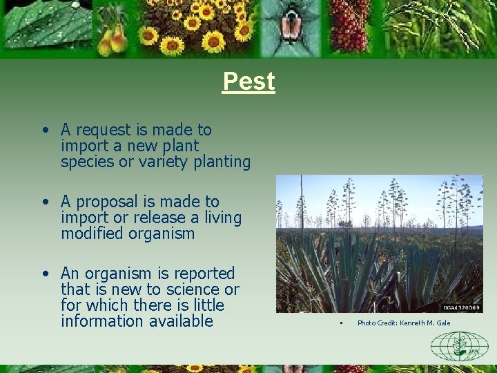 Pest • A request is made to import a new plant species or variety