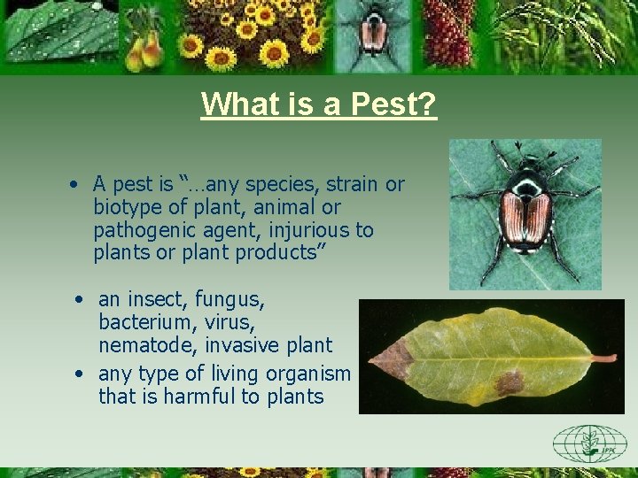 What is a Pest? • A pest is “…any species, strain or biotype of