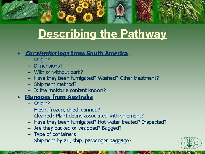 Describing the Pathway • Eucalyptus logs from South America – – – Origin? Dimensions?