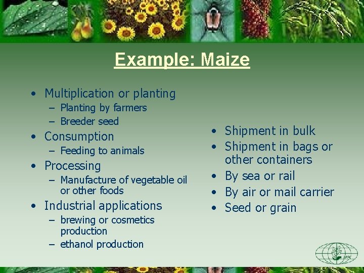 Example: Maize • Multiplication or planting – Planting by farmers – Breeder seed •