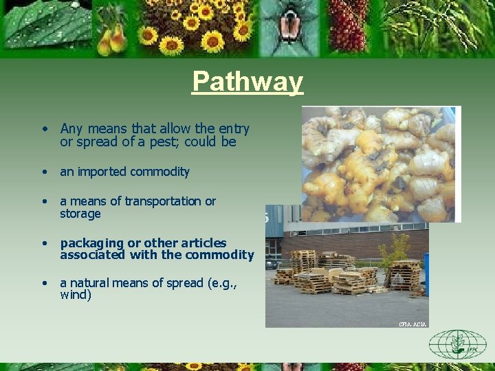 Pathway • Any means that allow the entry or spread of a pest; could