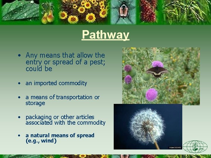 Pathway • Any means that allow the entry or spread of a pest; could