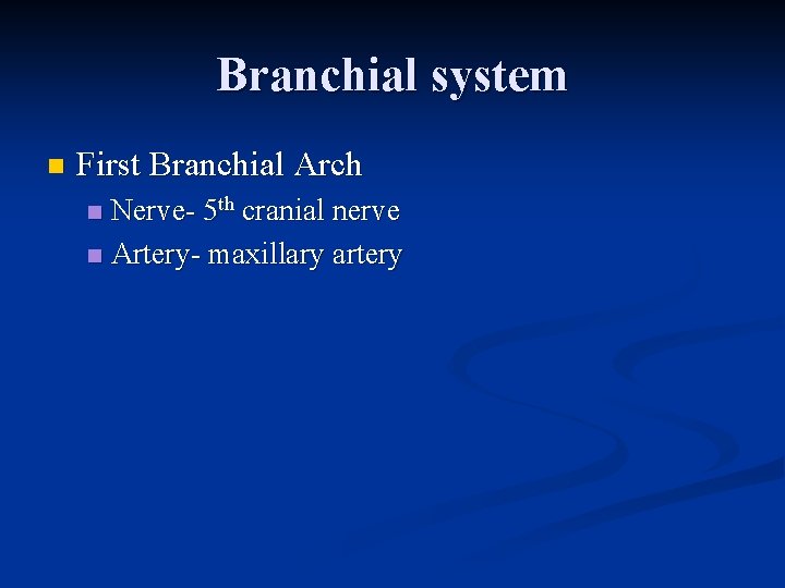 Branchial system n First Branchial Arch Nerve- 5 th cranial nerve n Artery- maxillary Branchial system n First Branchial Arch Nerve- 5 th cranial nerve n Artery- maxillary